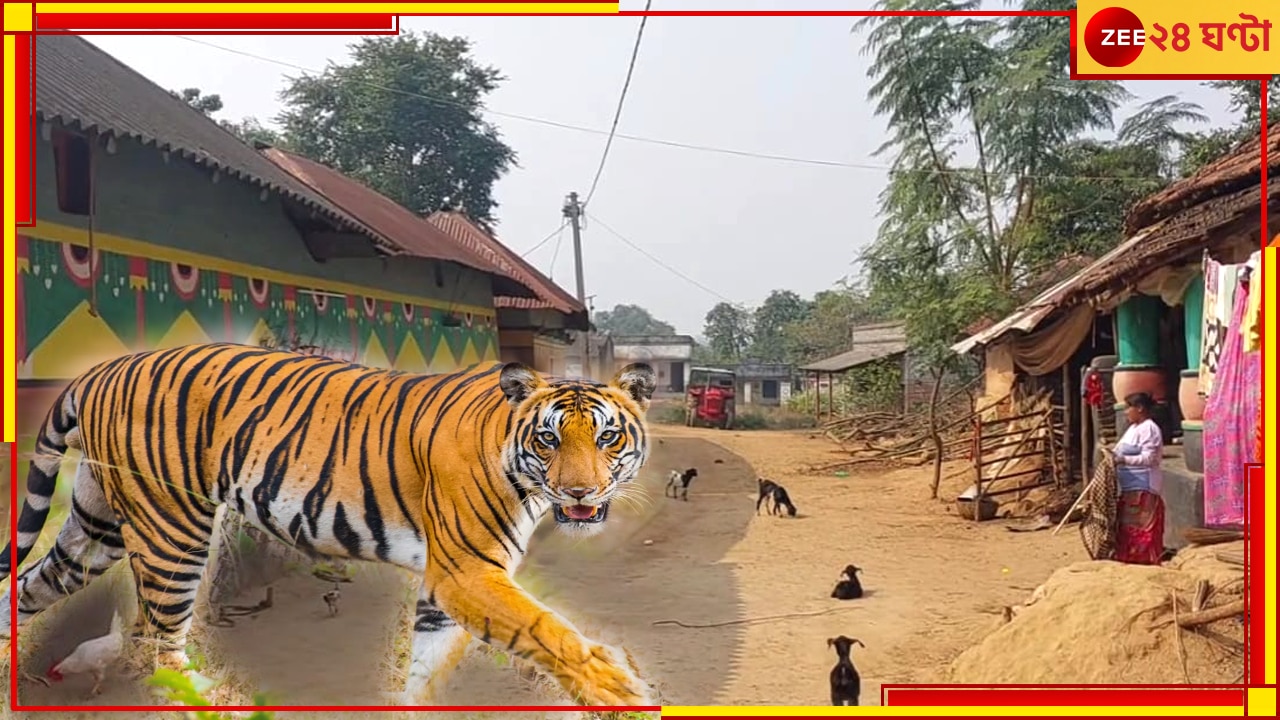 Purulia Tiger: জঙ্গলজুড়ে নাকাবন্দি, বনকর্মীদের ঘোল খাইয়ে ছাগল মেরে ডেরায় ফিরছে যমুনা