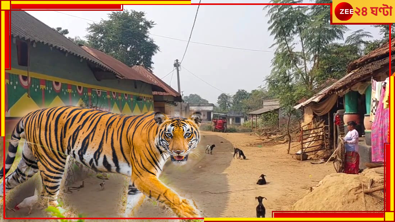 Purulia Tiger: জঙ্গলজুড়ে নাকাবন্দি, বনকর্মীদের ঘোল খাইয়ে ছাগল মেরে ডেরায় ফিরছে যমুনা Purulia Tiger: জঙ্গলজুড়ে নাকাবন্দি, বনকর্মীদের ঘোল খাইয়ে ছাগল মেরে ডেরায় ফিরছে যমুনা