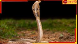 বিষধর সাপের ছোবল! নিজের জেদেই প্রাণে বাঁচল ছাত্রী....
