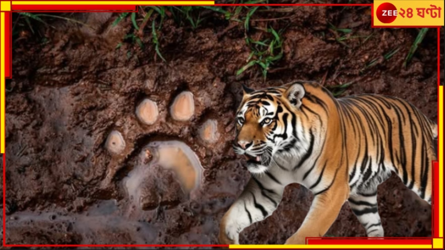 Purulia Tiger: এখনও বাগে আসেনি বাঘিনী! শীতের মরসুমে পুরুলিয়ার জঙ্গলে আতঙ্কের ছাপ...