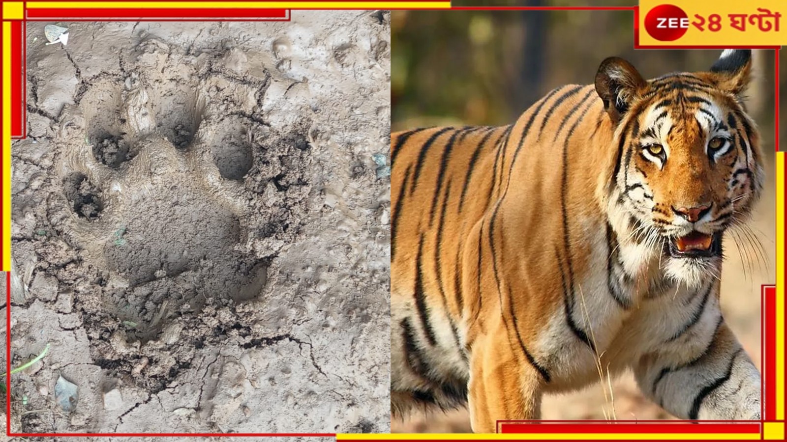 Purulia Tiger: বান্দোয়ানের বাঘিনীকে লক্ষ্য করে চলল গুলি! লেগেছে কি না জানে না বন দফতর...