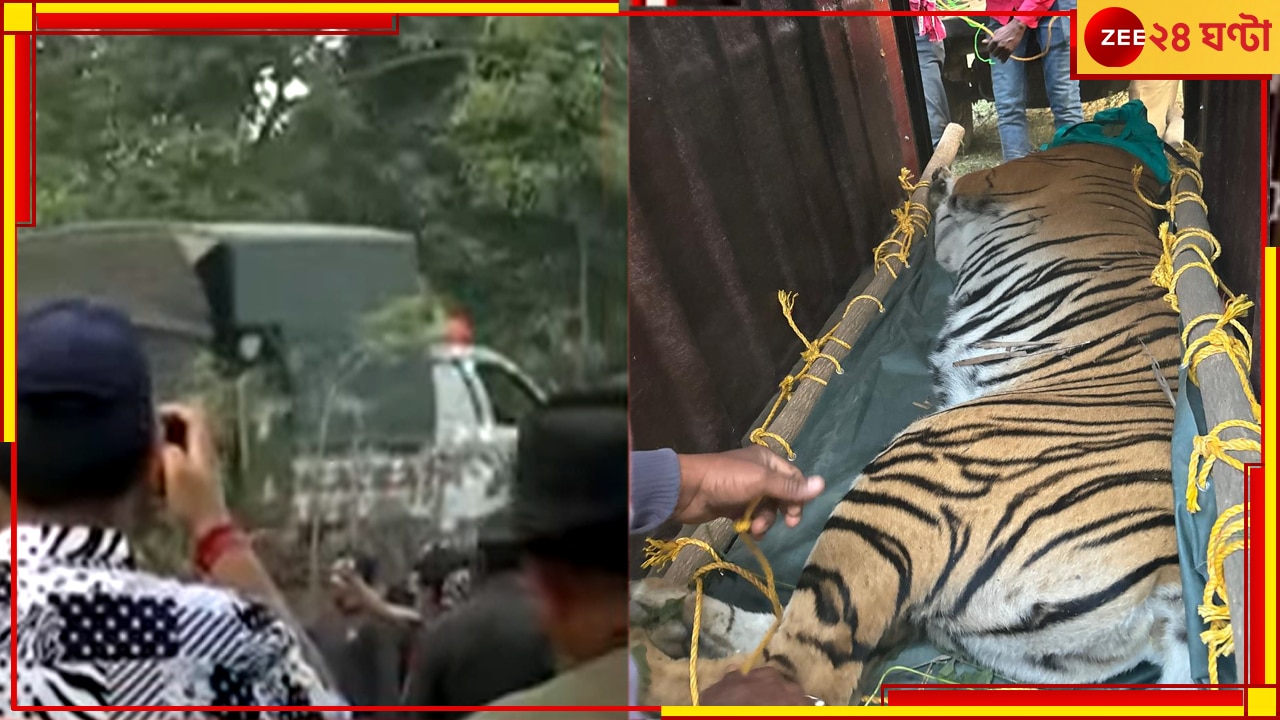 Bankura Tiger Captured: টানা ৬ দিনের টানটান উত্তেজনার অবসান, ঘুমপাড়ানি গুলিতেই শেষপর্যন্ত কাবু জিনাত