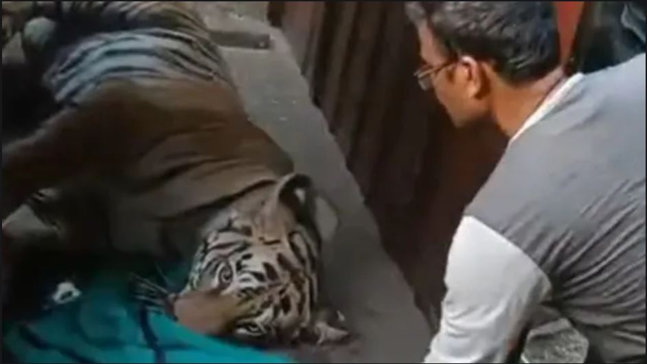 Tigress Zeenat in Alipur Zoo