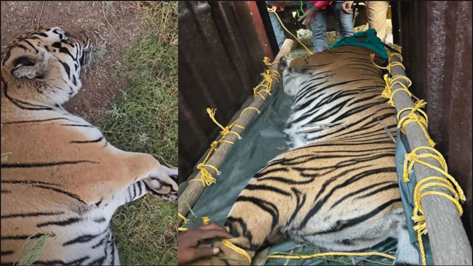 Tigress Zeenat in Alipur Zoo