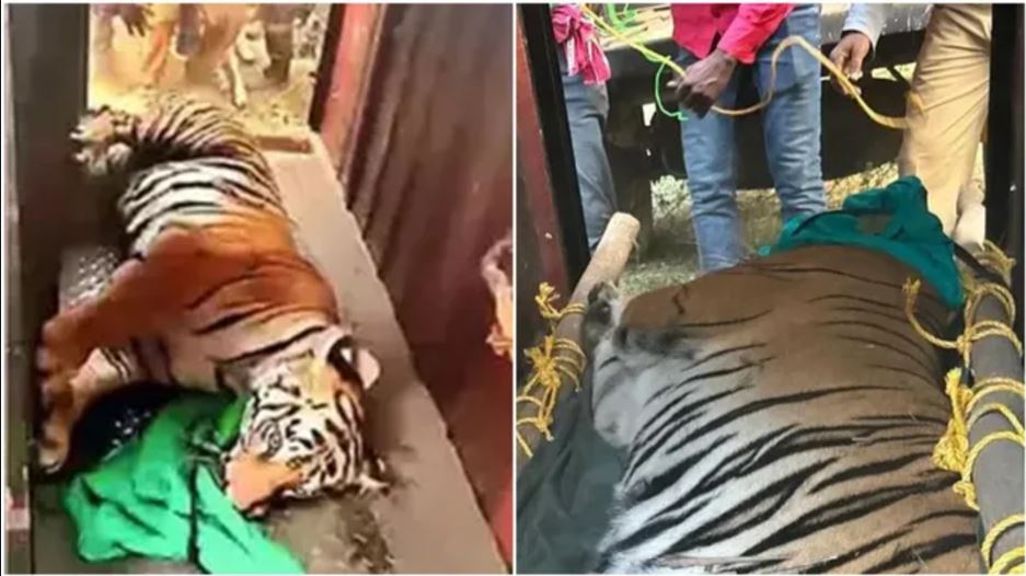 Tigress Zeenat in Alipur Zoo