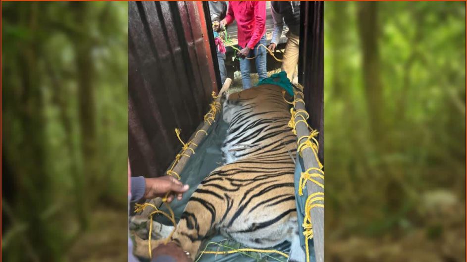 Tigress Zeenat in Alipur Zoo