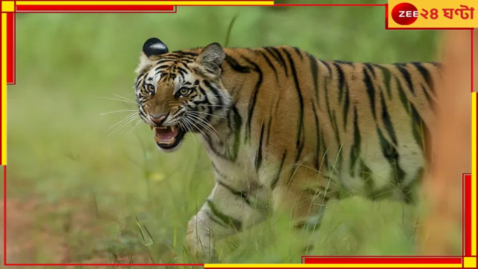 Scare of Tiger: জিনাত আতঙ্ক কাটতেই নতুন বাঘের হানা! গলায় নেই রেডিও কলার, অন্ধকারে বনবিভাগ... Scare of Tiger: জিনাত আতঙ্ক কাটতেই নতুন বাঘের হানা! গলায় নেই রেডিও কলার, অন্ধকারে বনবিভাগ...