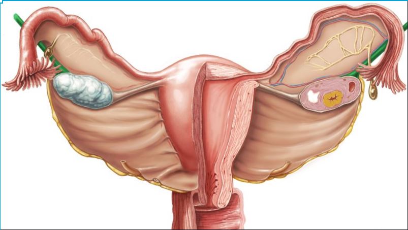 2 Reproductive Systems 