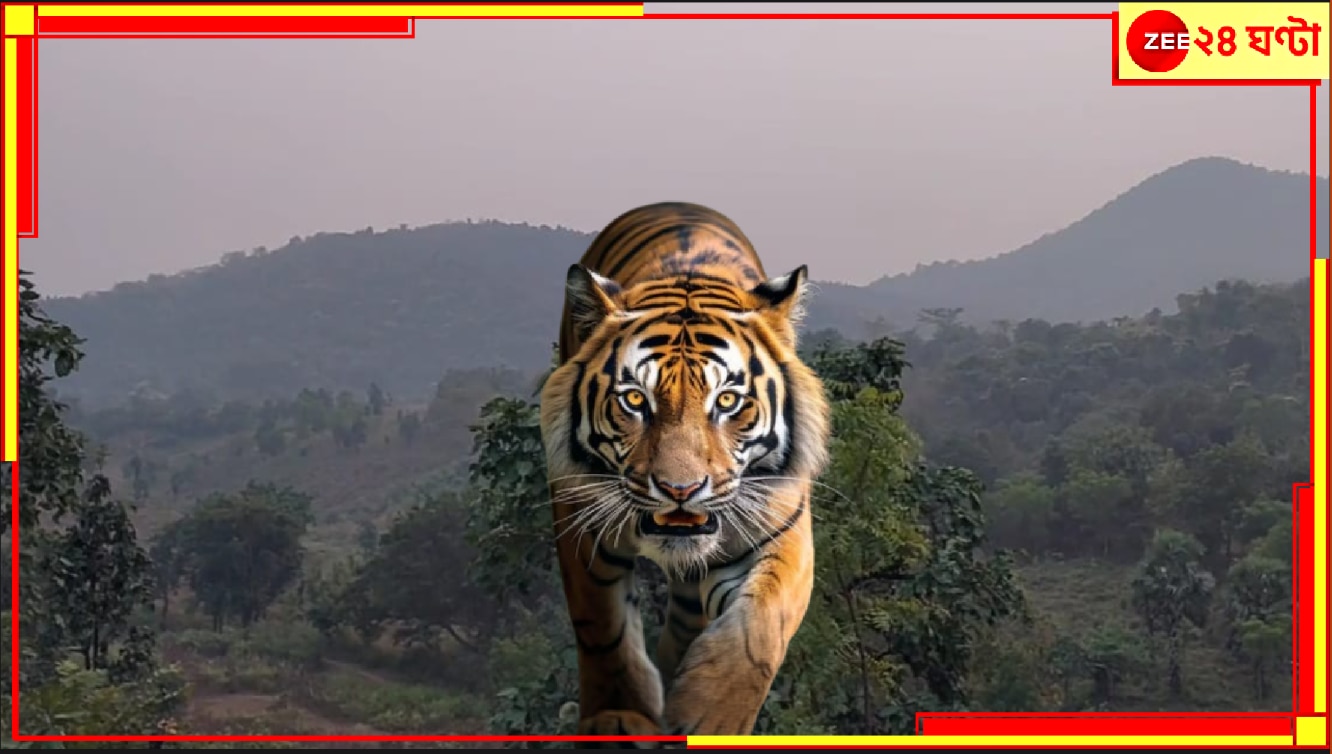 Tiger in Dalma | Tiger in Purulia: যাচ্ছেই না বাঘ-আতঙ্ক! কোথাও পায়ের ছাপ, কোথাও রক্তাক্ত শিকার! রয়্যাল বেঙ্গল টাইগার এবার দলমার জঙ্গলে...