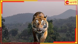 যাচ্ছেই না বাঘ-আতঙ্ক! কোথাও পায়ের ছাপ, কোথাও রক্তাক্ত শিকার! রয়্যাল বেঙ্গল এব
