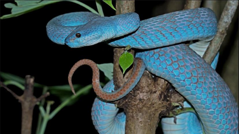 Snake Island, Brazil