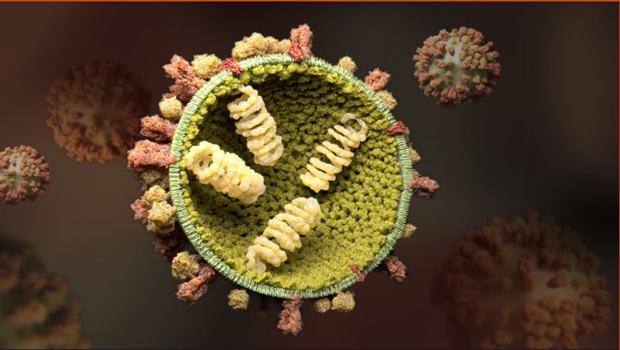 influenza virus 