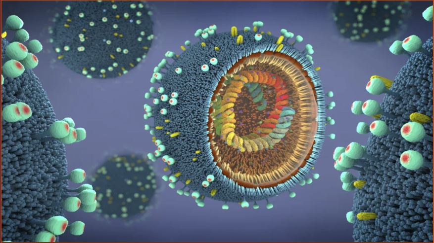 influenza virus 