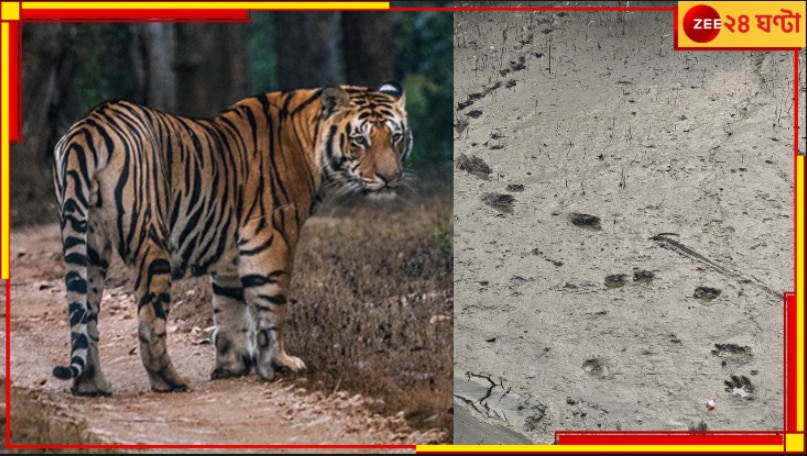 Tiger in Dalma | Tiger in Purulia: বাংলার পিছু ছাড়ছে না বাঘ-আতঙ্ক! সাময়িক স্বস্তিতে কুলতলি, ভয়ে দলমা...