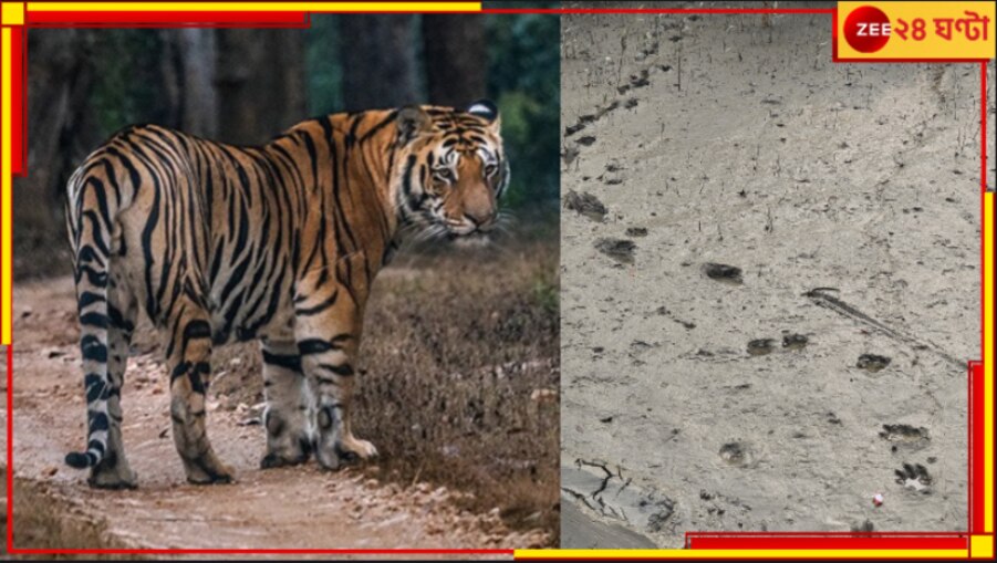 Tiger in Dalma | Tiger in Purulia: বাংলার পিছু ছাড়ছে না বাঘ-আতঙ্ক! সাময়িক স্বস্তিতে কুলতলি, ভয়ে দলমা...
