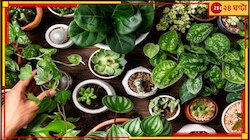 ফুসফুসে চান সতেজ বাতাস? রেহাই চান শ্বাসকষ্ট থেকে? বাড়িতে রাখুন এইসব গাছ...