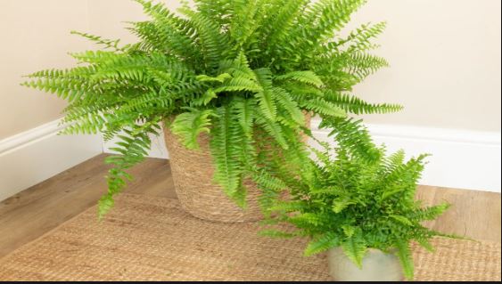 Boston Fern