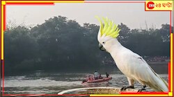 কাকাতুয়াকে বাঁচাতে গিয়ে এমন ভয়ংকর পরিণতি? শোকস্তব্ধ গোটা গ্রাম, কান্নায় ভেঙে পড়েছে