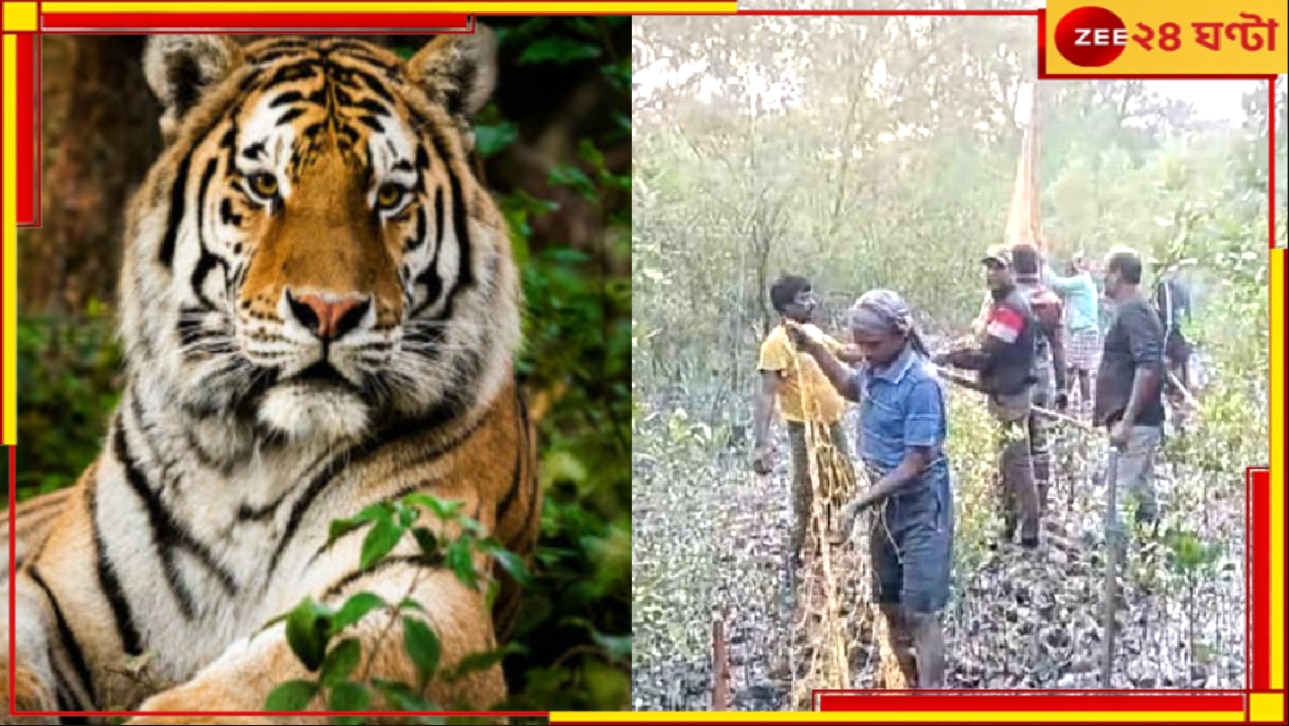 Tiger in Maipith: একসপ্তাহে ৩বার হানা! অবশেষে খাঁচাবন্দি মৈপীঠের বাঘ... 