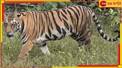 জিনাতের পর ফের বাঘের আতঙ্কে কাঁপছে বান্দোয়ান, মিলল পায়ের ছাপ...