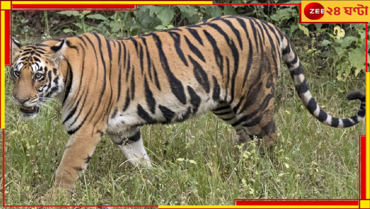 Tiger In Purulia: জিনাতের পর ফের বাঘের আতঙ্কে কাঁপছে বান্দোয়ান, মিলল পায়ের ছাপ... Tiger In Purulia: জিনাতের পর ফের বাঘের আতঙ্কে কাঁপছে বান্দোয়ান, মিলল পায়ের ছাপ...