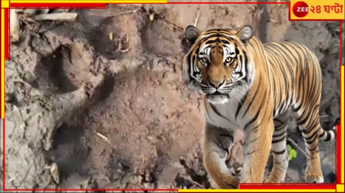 Tiger In Purulia: বাঘ ধরতে ৮০ টি নাইট ভিশন ক্যামেরা! মিলল পায়ের ছাপ, আতঙ্কে বান্দোয়ান...