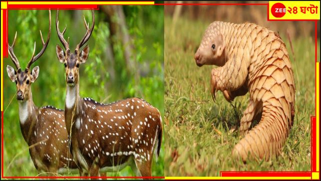Asansol: ১১টি হরিণের শিং, ৭টি প্যাঙ্গোলিনের আঁশ উদ্ধার! প্রাণী মেরে তার অঙ্গ-প্রত্যঙ্গ বিক্রির চক্র? Asansol: ১১টি হরিণের শিং, ৭টি প্যাঙ্গোলিনের আঁশ উদ্ধার! প্রাণী মেরে তার অঙ্গ-প্রত্যঙ্গ বিক্রির চক্র?