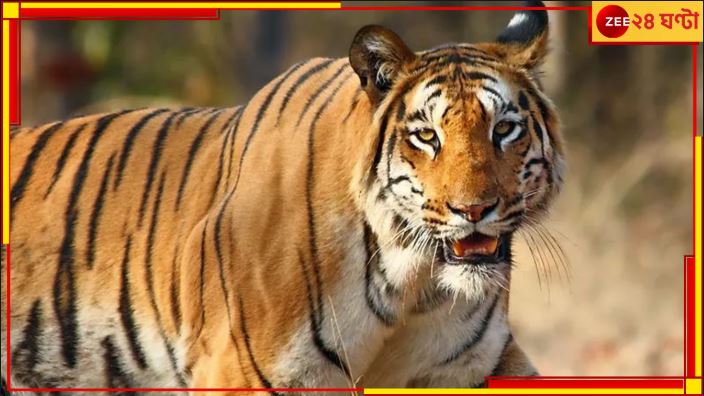 Tiger In Purulia: বাঘকে বাগে আনতে বজ্রআঁটুনি! আতঙ্কে দিন কাটছে পুরুলিয়াবাসীর...