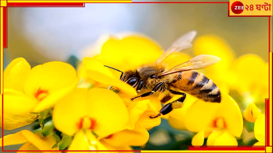 Apiculture: হু হু করে কমছে মৌমাছির সংখ্যা, ফুলেই লুকিয়ে ঘাতক বিষ!