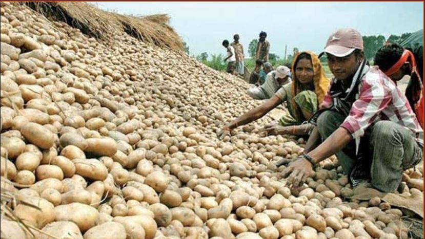 potato price hike 