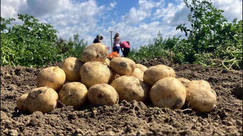 potato price hike 