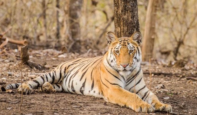 Pench National Park - Madhya Pradesh