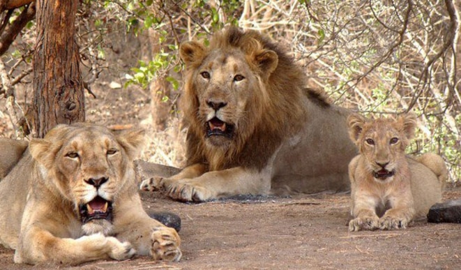 Gir National Park and Wildlife Sanctuary - Gujarat