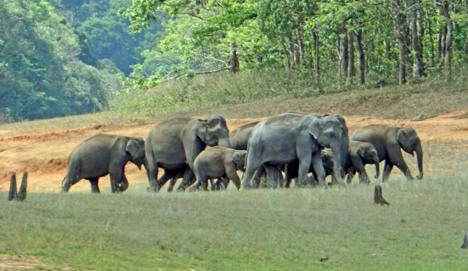 Periyar National Park - Kerala