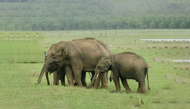 Bandipur National Park - Karnataka