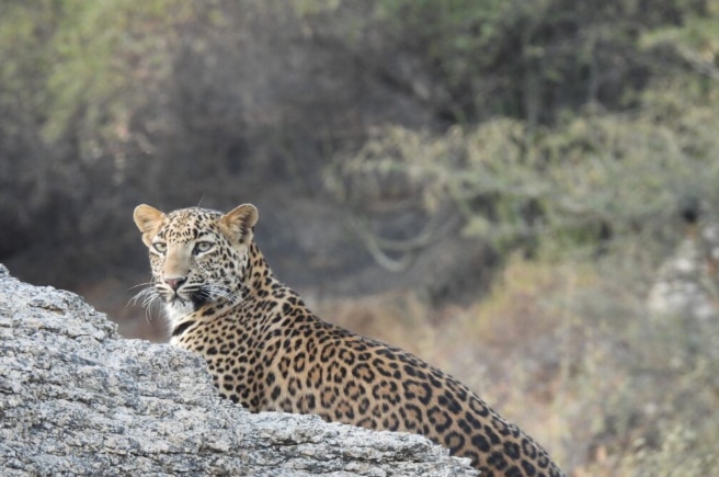 Jawai Bandh Leopard Conservation Reserve - Pali, Rajasthan