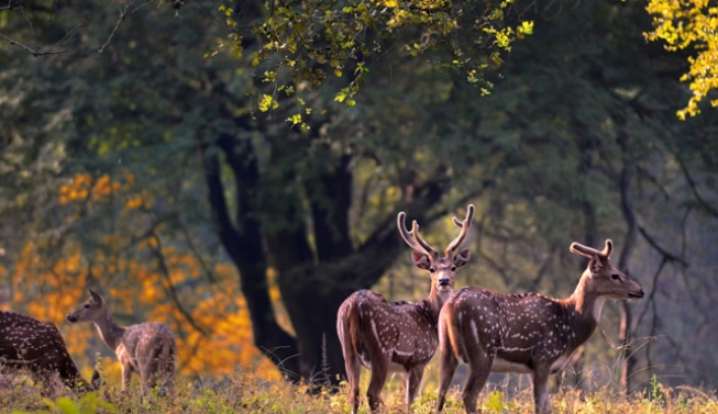 Kanha National Park - Madhya Pradesh