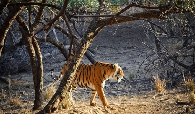 Ranthambore National Park - Sawai Madhopur Rajasthan