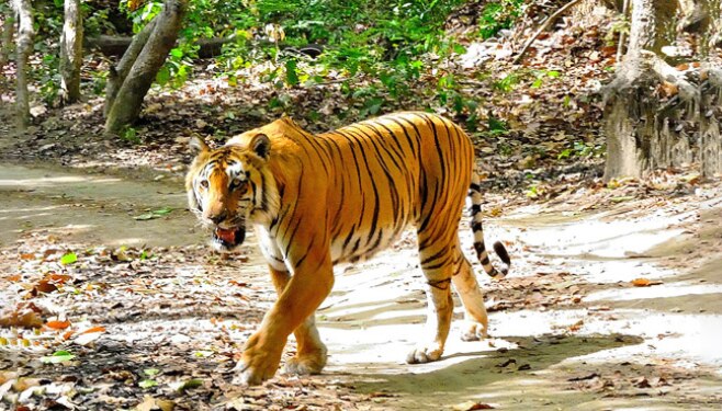 Jim Corbett National Park - Uttarakhand