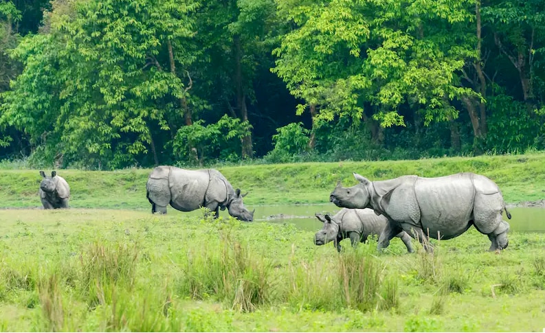 Kaziranga National Park - Assam