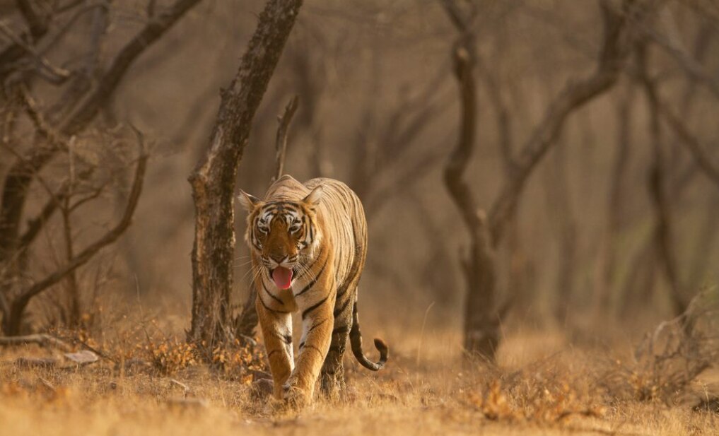 Sundarbans National Park - West Bengal