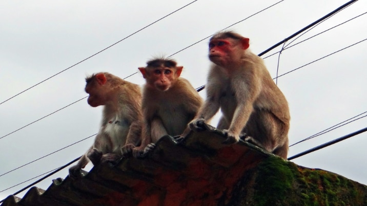 A group of monkeys eats prasad