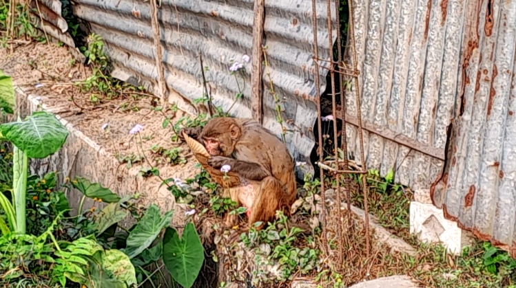 Monkeys have breakfast with a bowl of biscuits