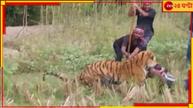 Tiger Attack: বনকর্মীর উপর ঝাঁপিয়ে পড়েই মাথা কামড়ে ধরল রয়্যাল বেঙ্গল! চলল বাঘে-মানুষে তুমুল লড়াই...