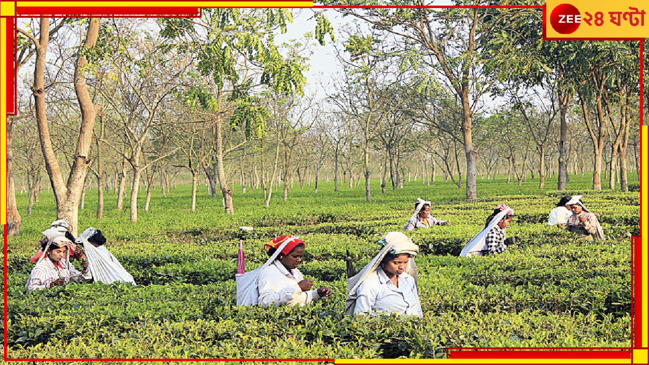 Bengal Tea Industry: চা-শিল্পের ভবিষ্যৎ কি অন্ধকারে? কেন চা-শিল্প নিয়ে এত চিন্তিত চা-বাগান মালিক সংগঠন? Bengal Tea Industry: চা-শিল্পের ভবিষ্যৎ কি অন্ধকারে? কেন চা-শিল্প নিয়ে এত চিন্তিত চা-বাগান মালিক সংগঠন?