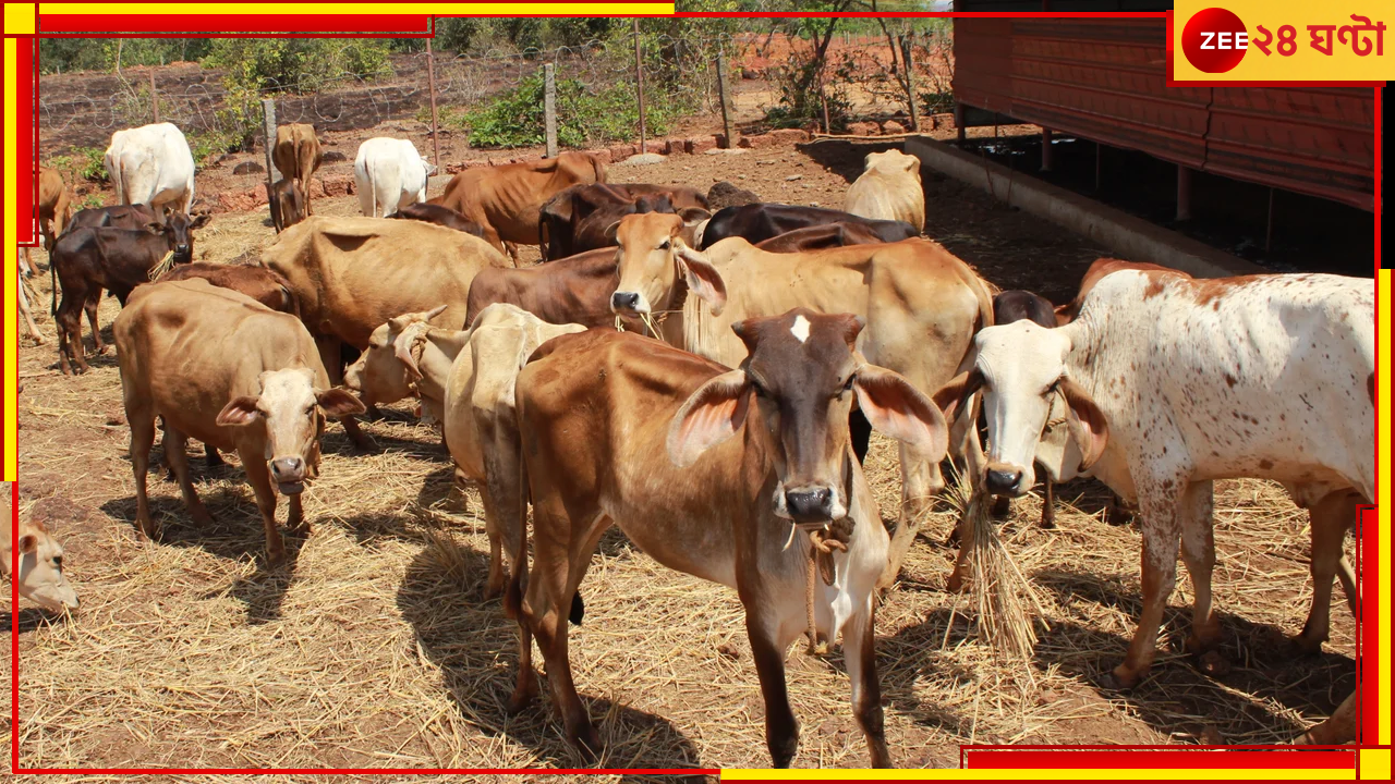 Global Warming | Cow Fart: গোরুর বাতকর্ম বন্ধের ভ্যাকসিনেই সারবে বিশ্বের অসুখ, কমবে উষ্ণায়ণ! Global Warming | Cow Fart: গোরুর বাতকর্ম বন্ধের ভ্যাকসিনেই সারবে বিশ্বের অসুখ, কমবে উষ্ণায়ণ!