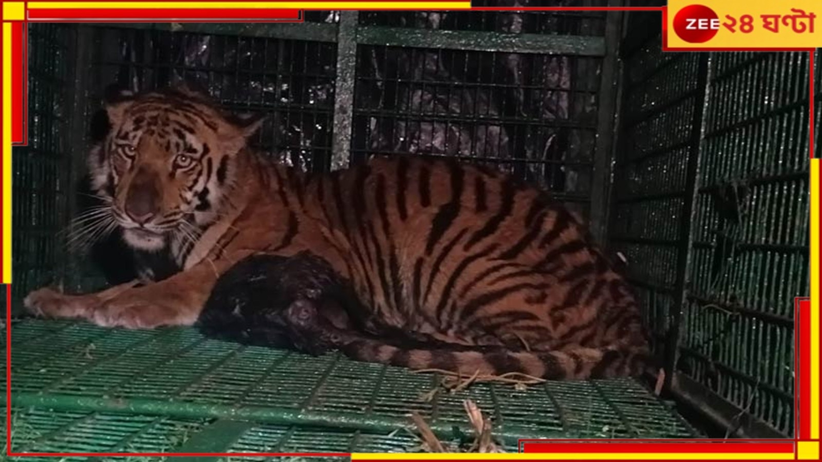 Royal Bengal Tiger of Kultali: বনকর্মীর মাথায় কামড় দেওয়া বাঘ মামা জালে! ভোররাতের অপারেশান ছাগল টোপেই খাঁচাবন্দি...