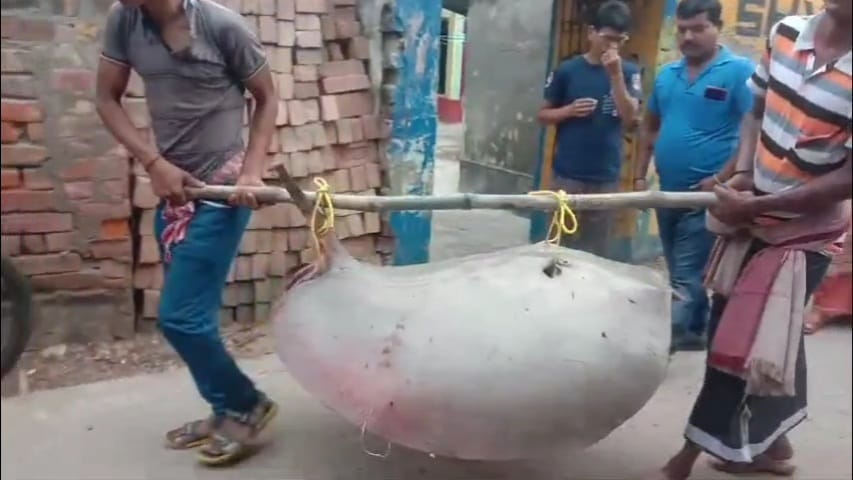 75 kg Giant Stingray Fish Caught