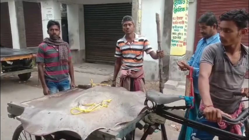 75 kg Giant Stingray Fish Caught