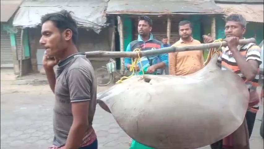 75 kg Giant Stingray Fish Caught